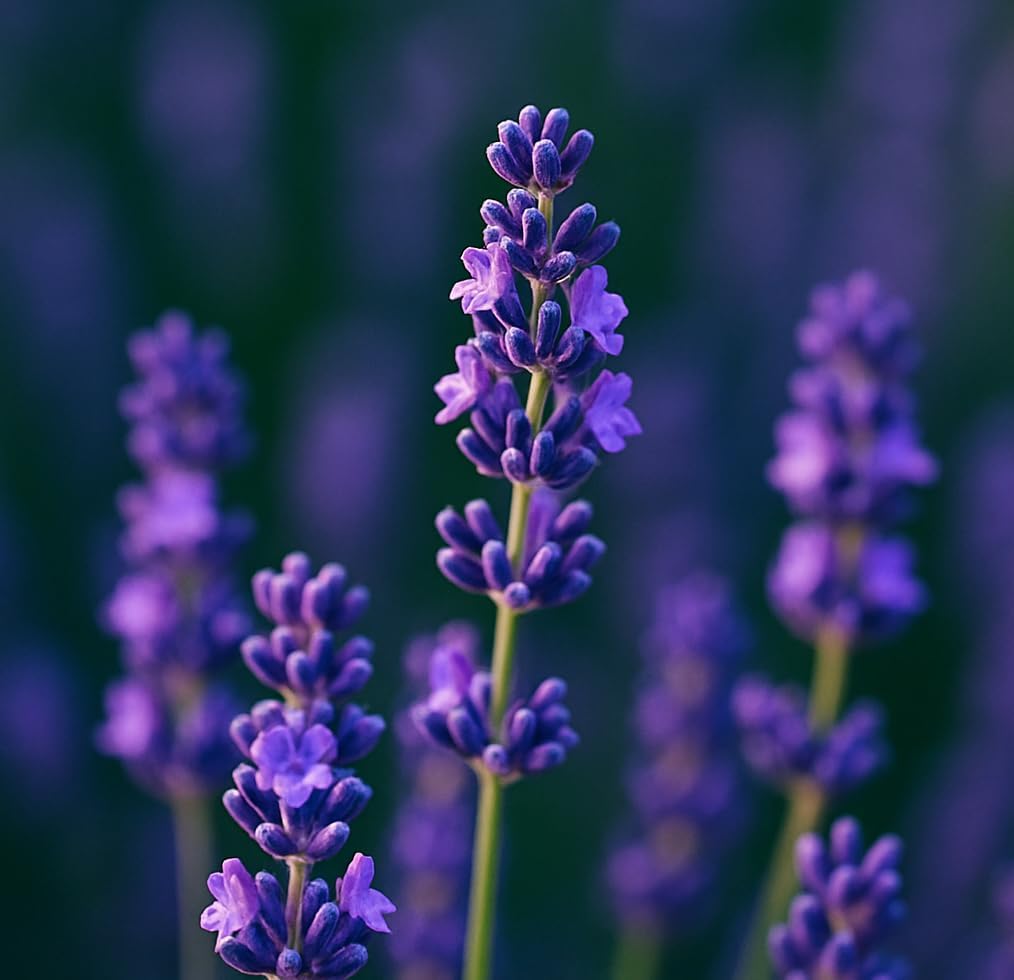 APPUS Blissful Lavender Incense Sticks 100g